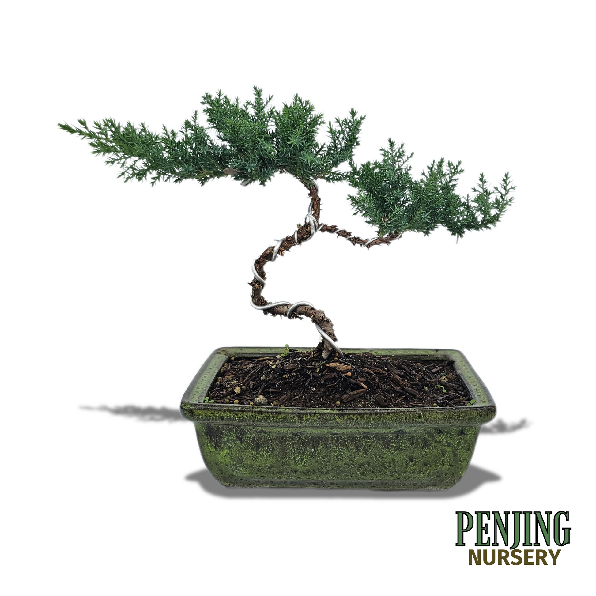 green mound juniper bonsai tree Green Mound Juniper Bonsai – PenJing Nursery