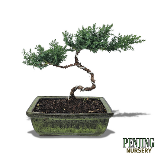 Green Mound Juniper Bonsai
