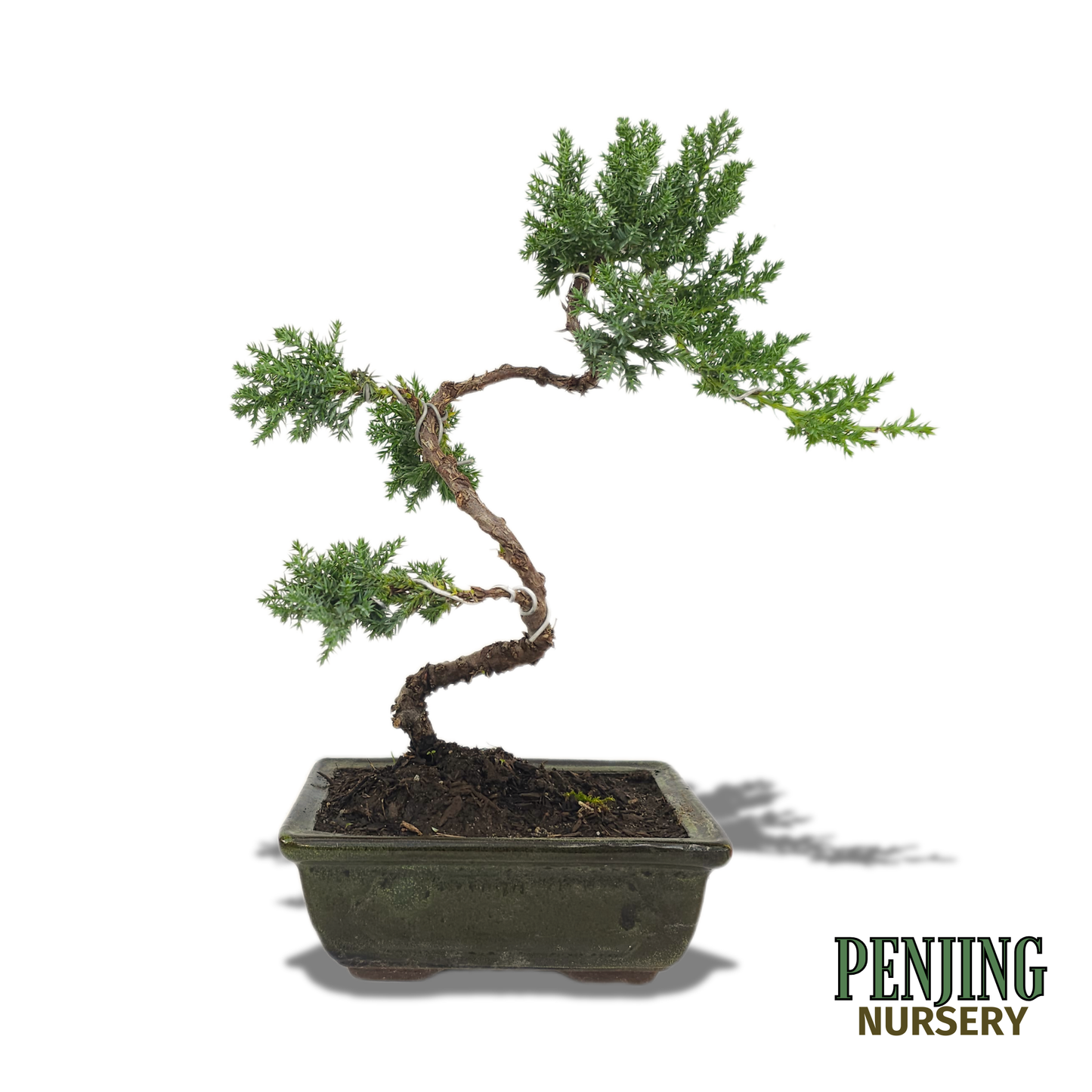 Juniper Bonsai