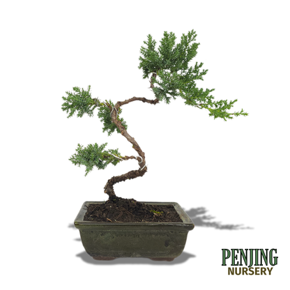 Juniper Bonsai