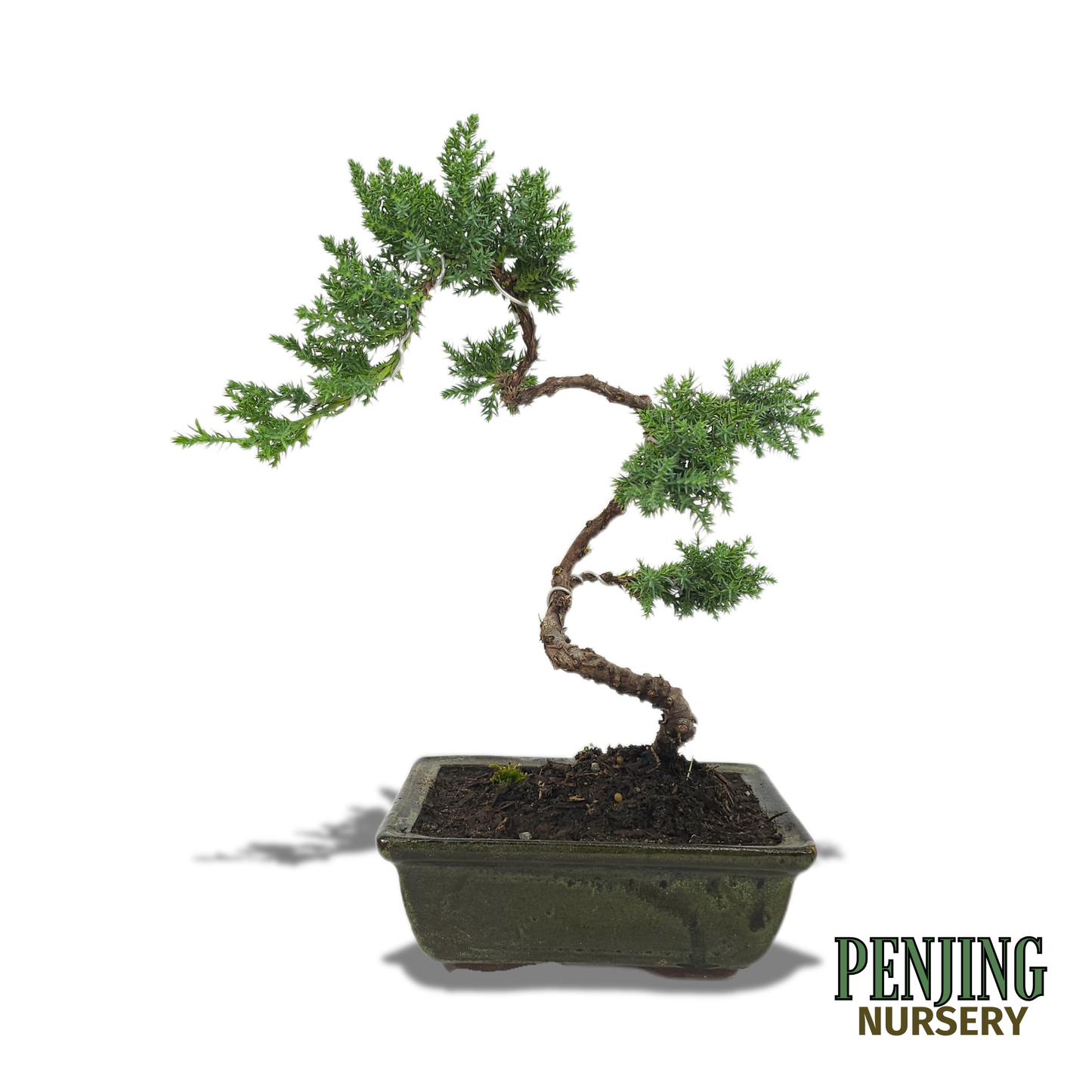 Juniper Bonsai