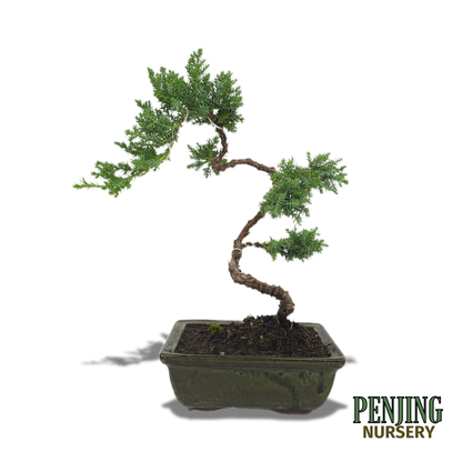 Juniper Bonsai