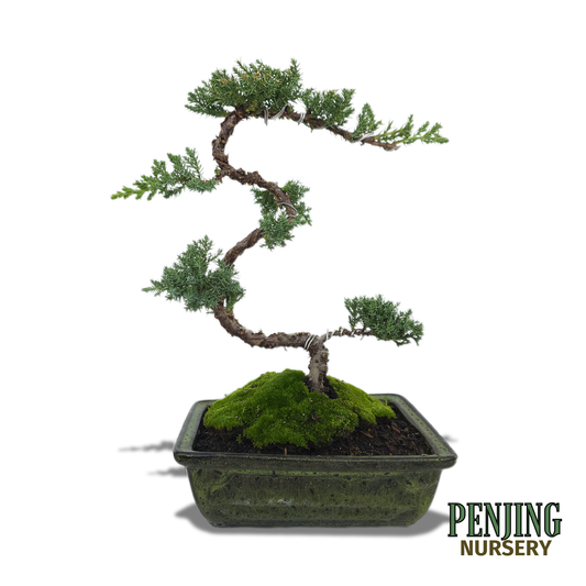 Juniper Bonsai