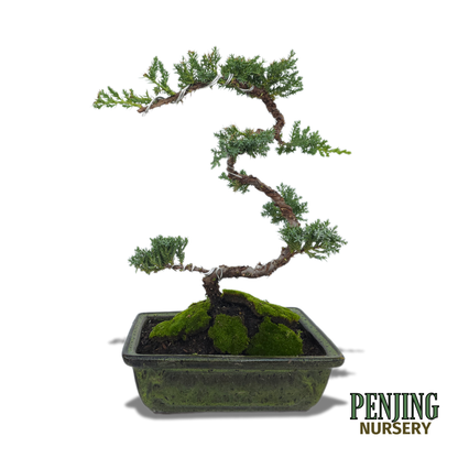 Juniper Bonsai