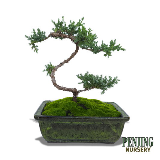 Juniper Bonsai