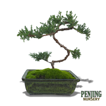Juniper Bonsai