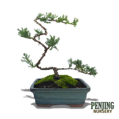 Juniper Bonsai