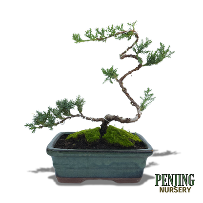 Juniper Bonsai