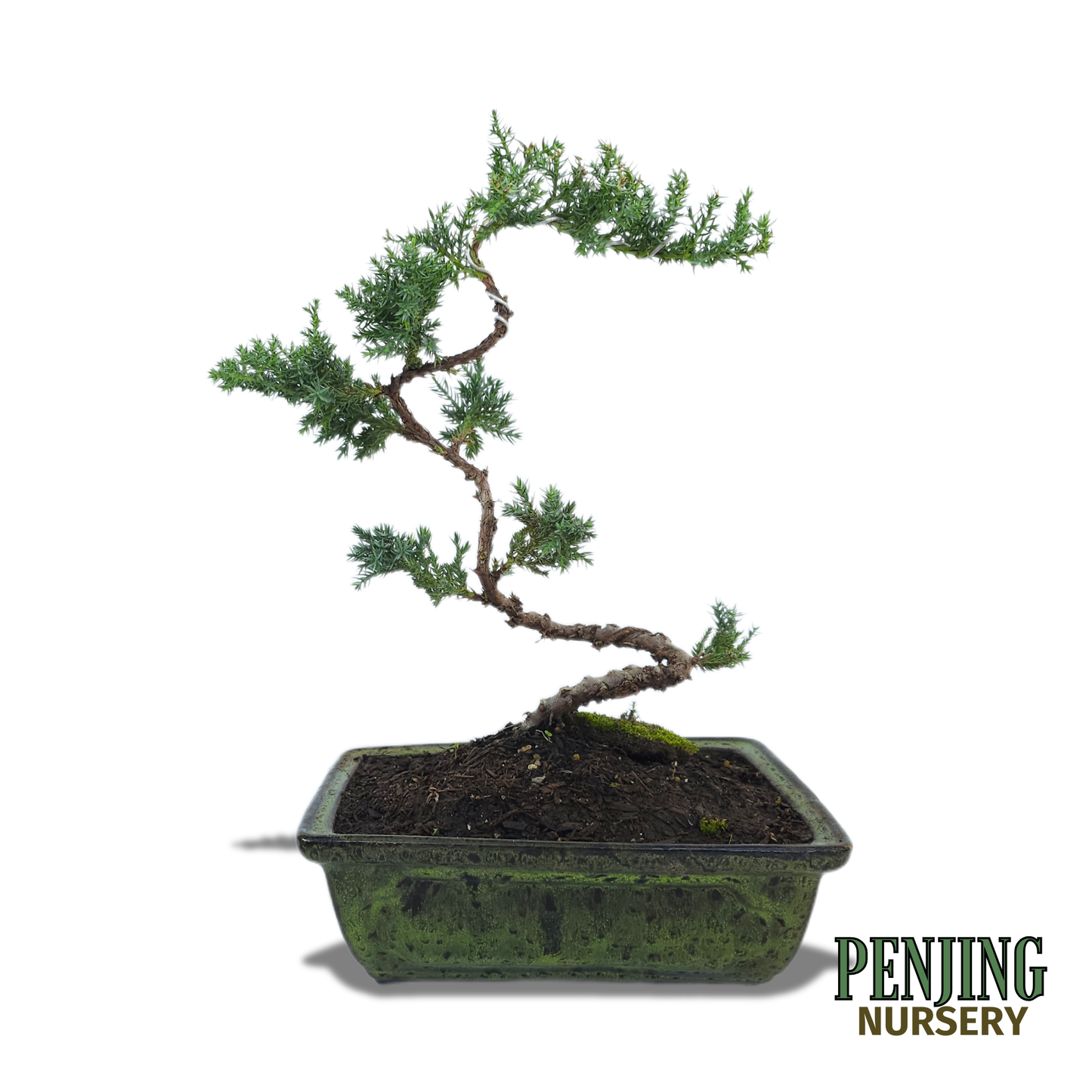 Juniper Bonsai