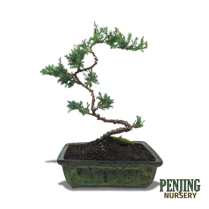 Juniper Bonsai
