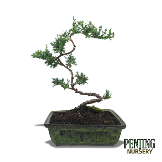 Juniper Bonsai