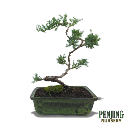 Juniper Bonsai