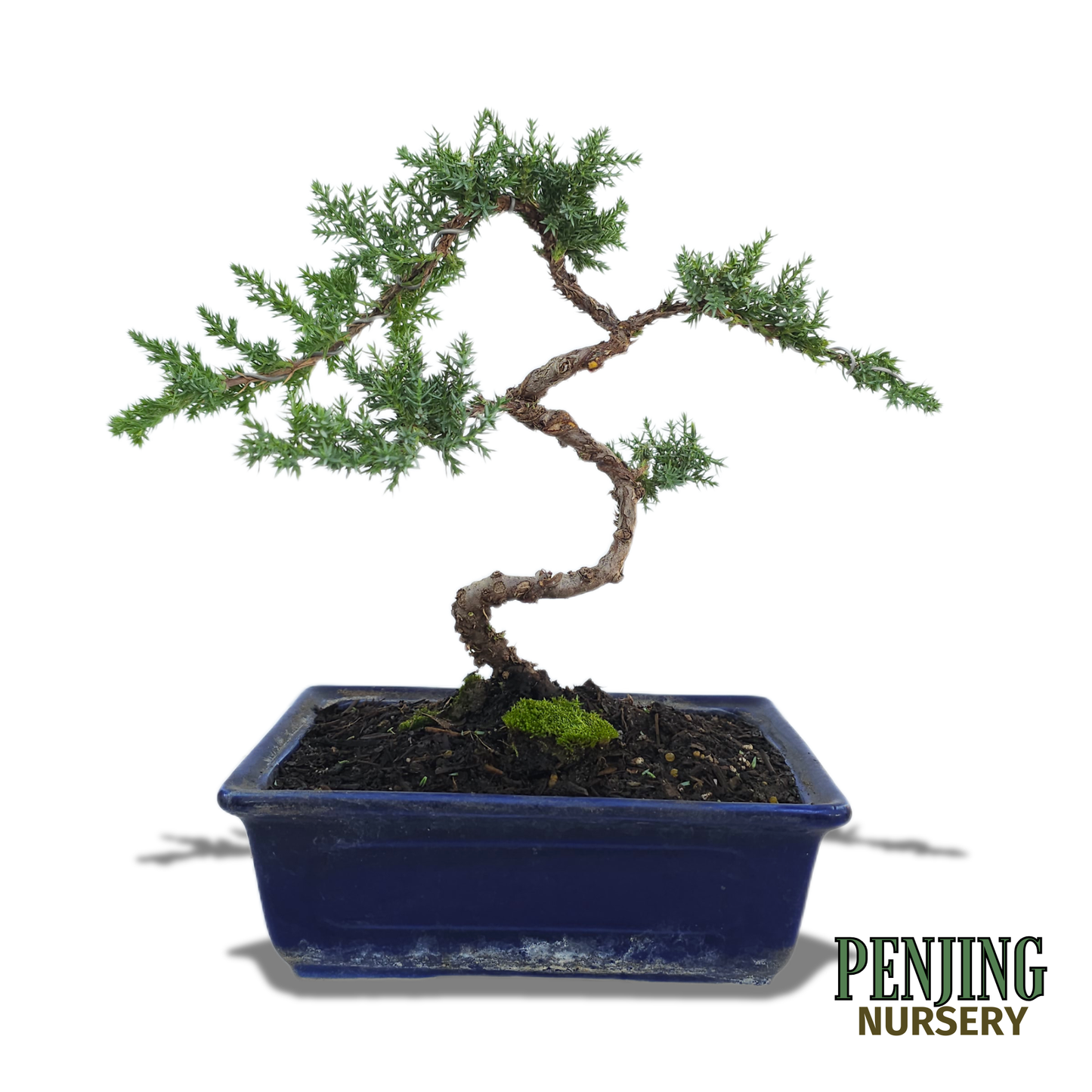 Juniper Bonsai