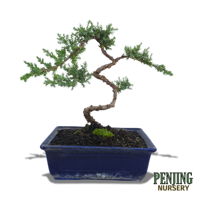 Juniper Bonsai