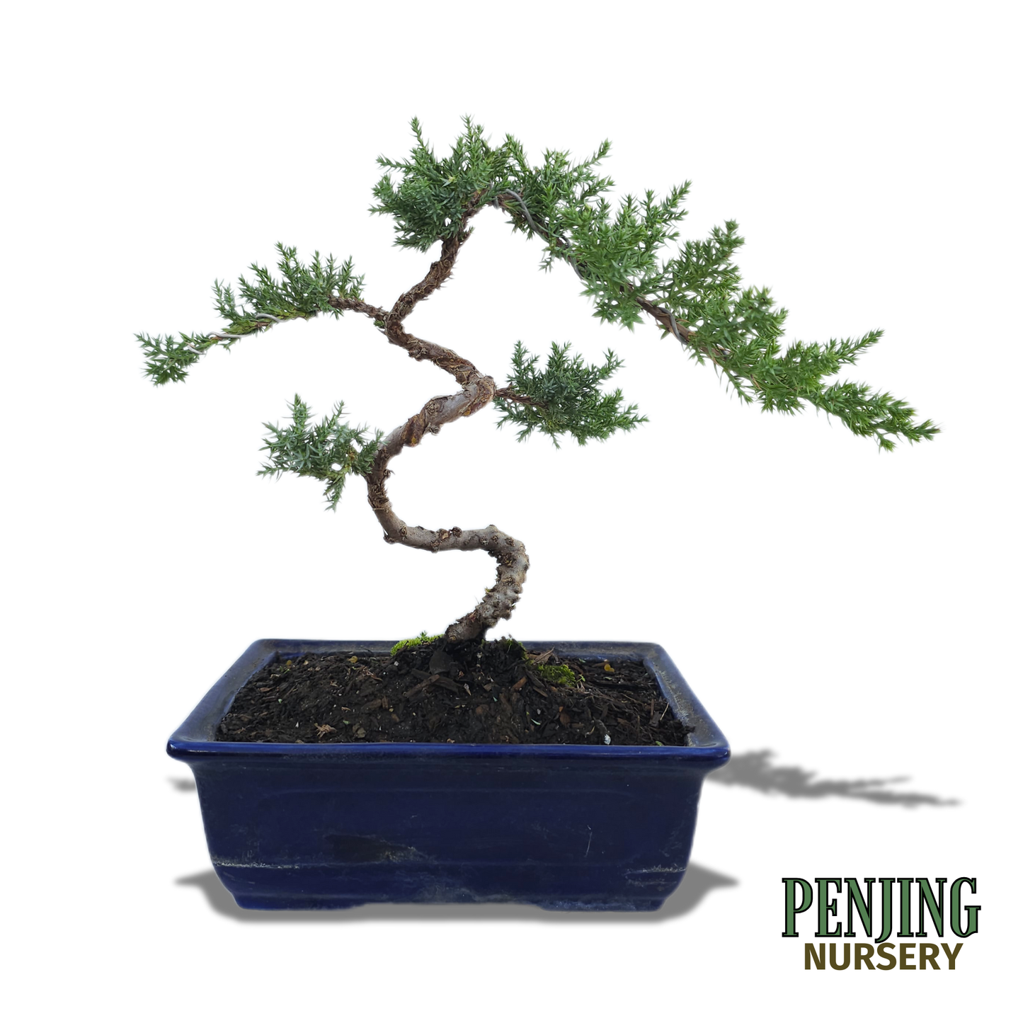 Juniper Bonsai