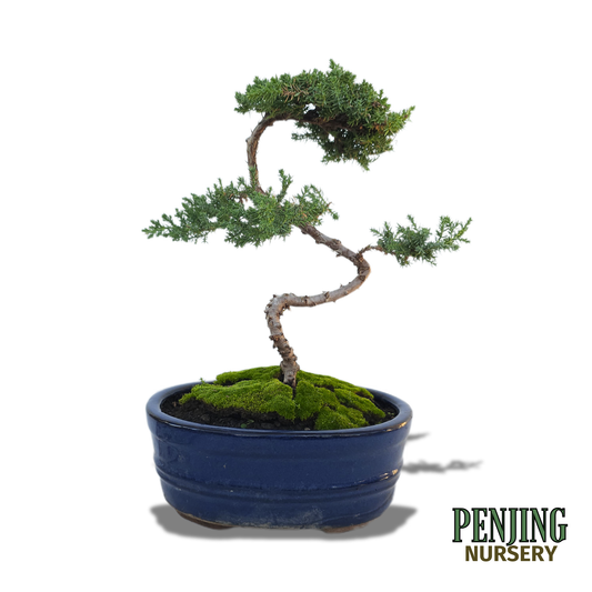 Juniper Bonsai