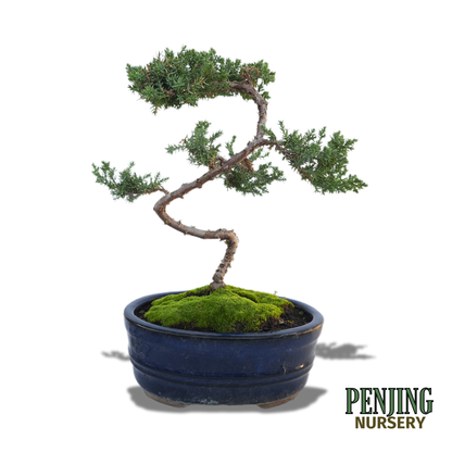 Juniper Bonsai