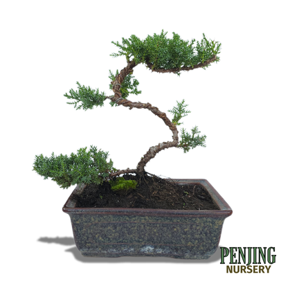 Juniper Bonsai
