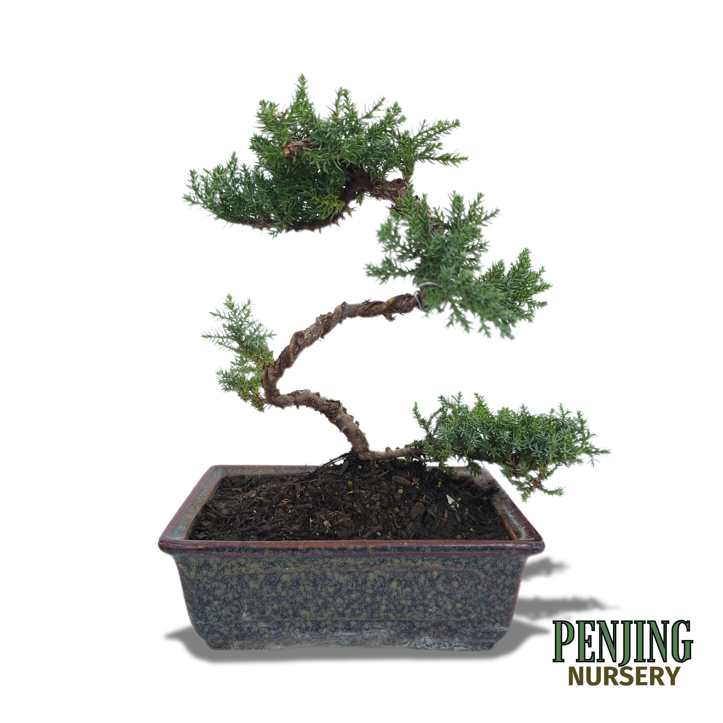 Juniper Bonsai