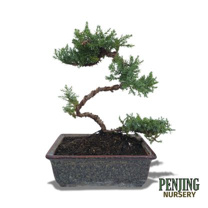 Juniper Bonsai