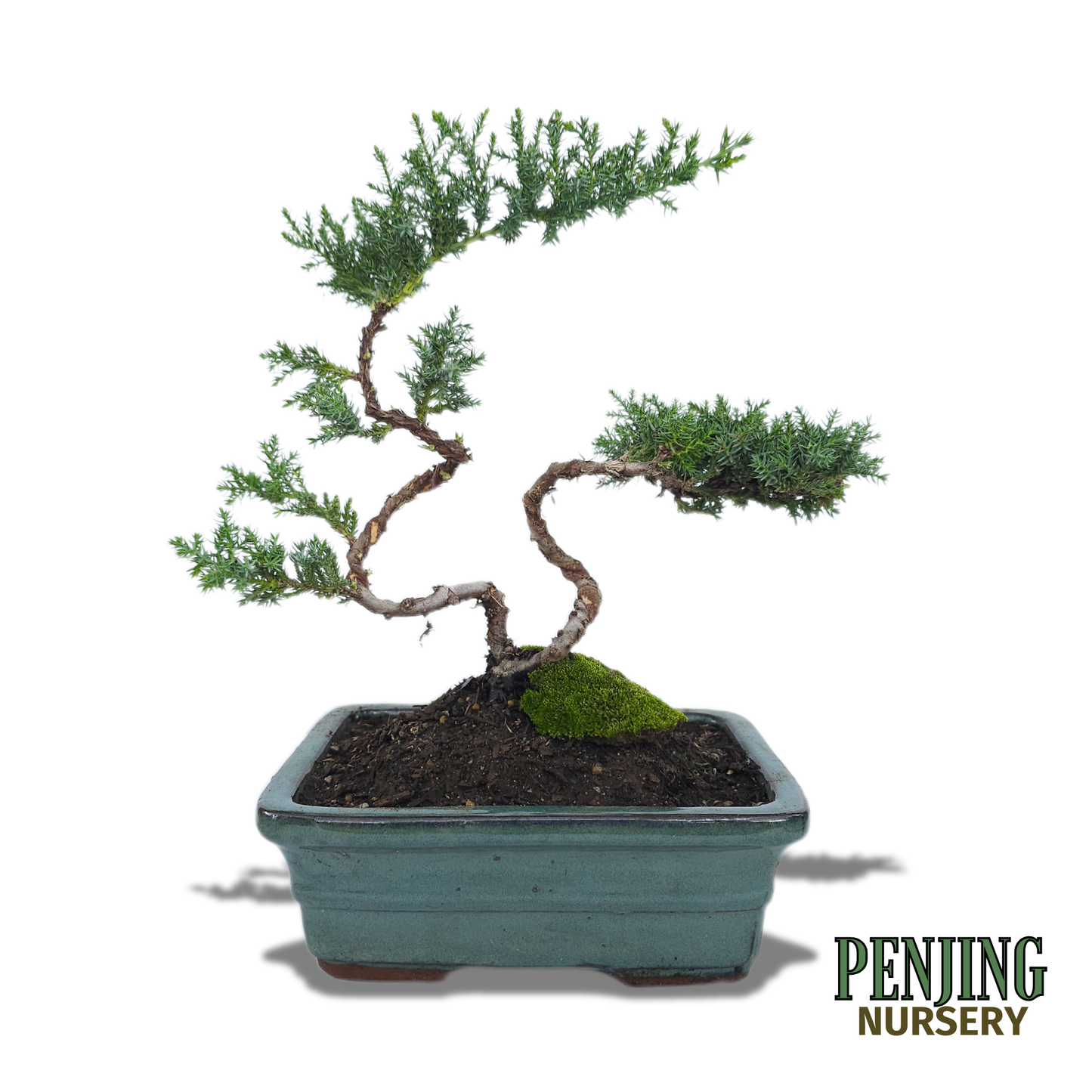Juniper Bonsai