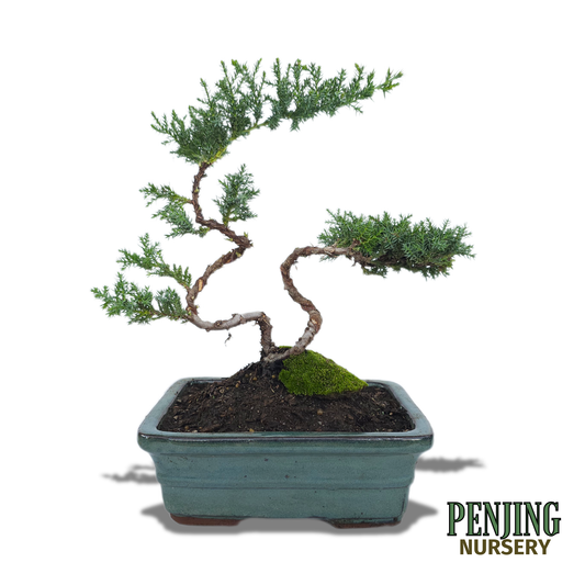Juniper Bonsai