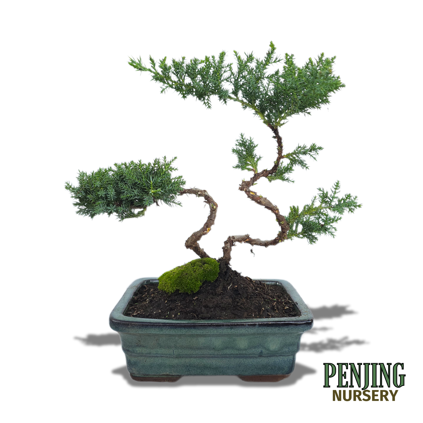 Juniper Bonsai