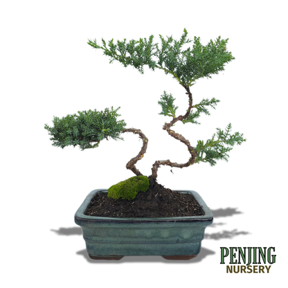 Juniper Bonsai
