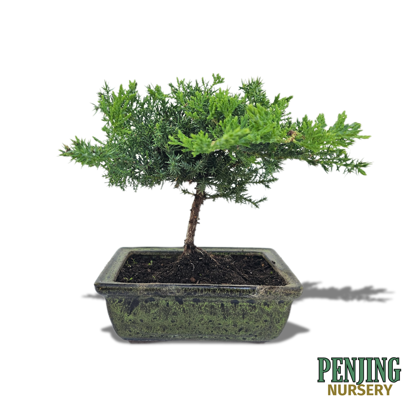 Juniper Bonsai