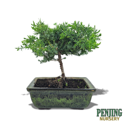 Juniper Bonsai