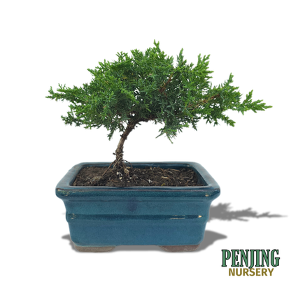 Juniper Bonsai