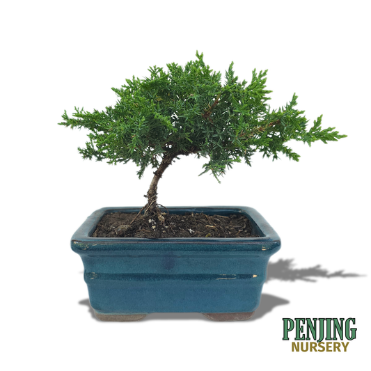 Juniper Bonsai