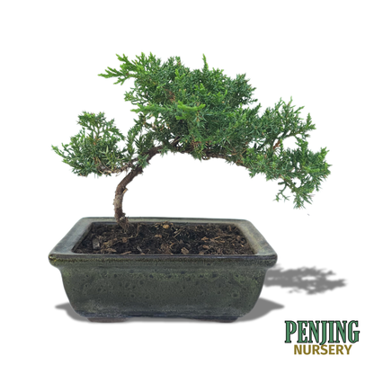 Juniper Bonsai