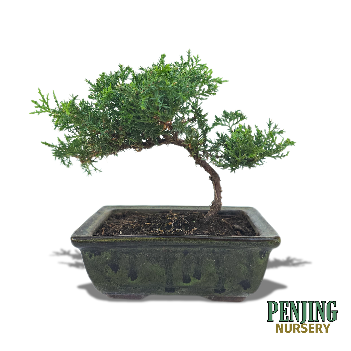 Juniper Bonsai