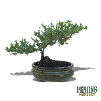 Juniper Bonsai