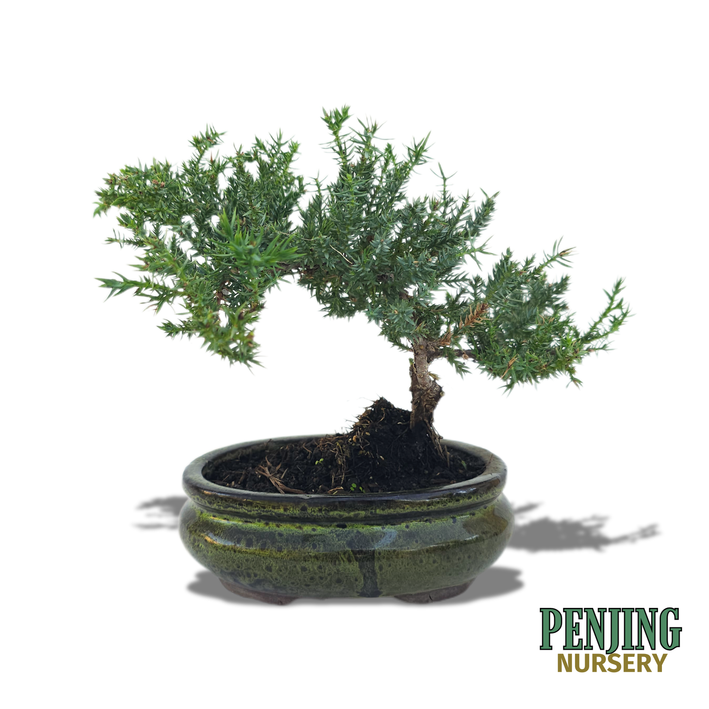 Juniper Bonsai