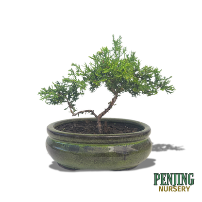 Juniper Bonsai