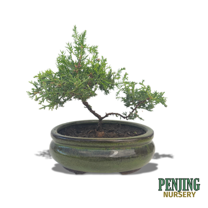 Juniper Bonsai