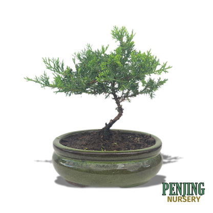 Juniper Bonsai