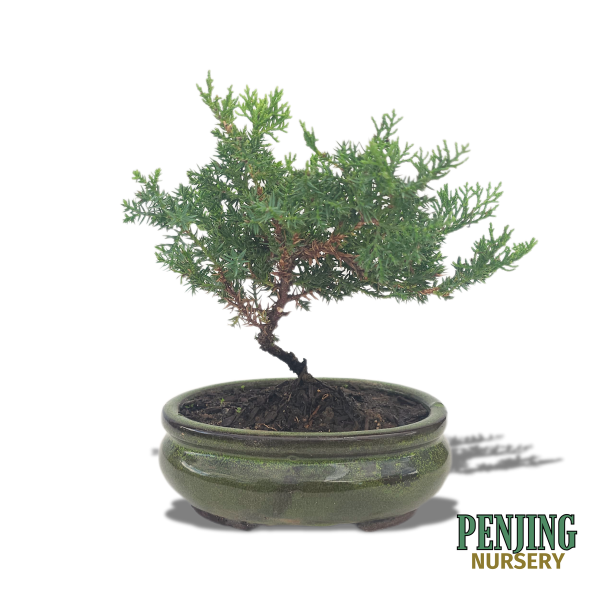 Juniper Bonsai