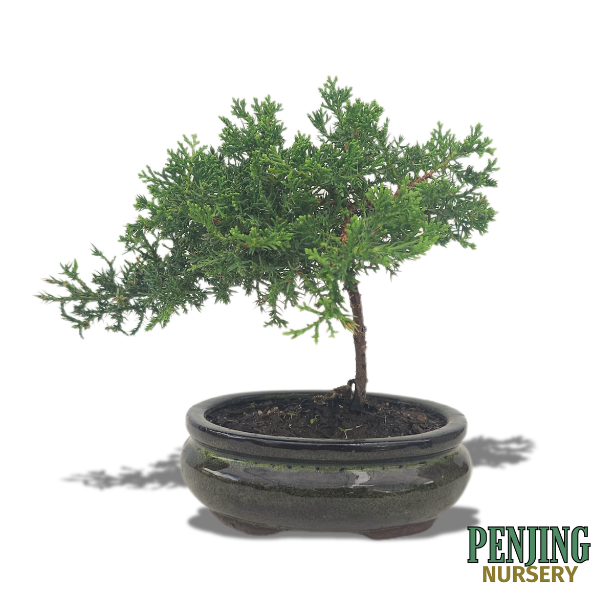 Juniper Bonsai