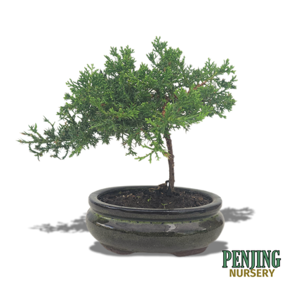 Juniper Bonsai