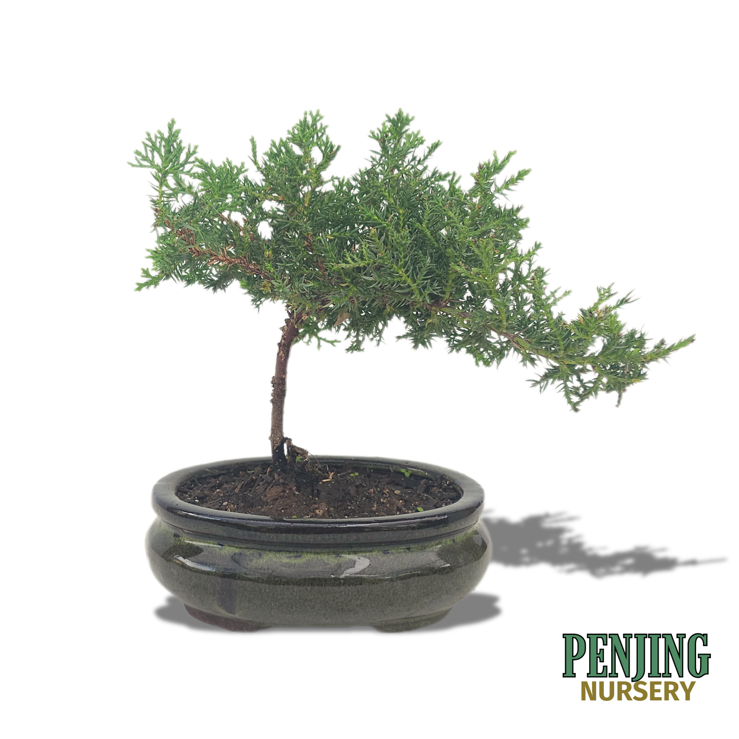 Juniper Bonsai