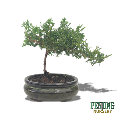 Juniper Bonsai