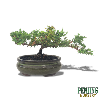 Juniper Bonsai