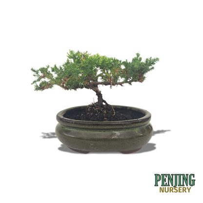 Juniper Bonsai