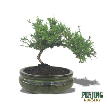 Juniper Bonsai