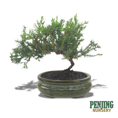 Juniper Bonsai