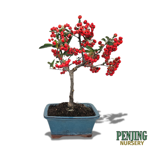 Pyracantha Bonsai
