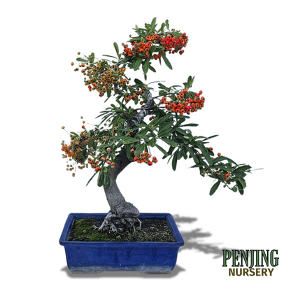 Pyracantha Bonsai